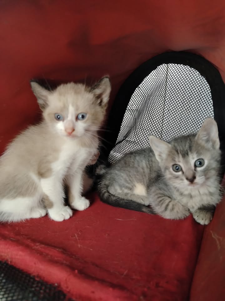 Adopta gatitos en Bogotá 