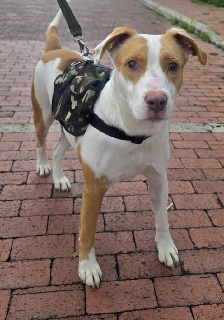 Adopta un perro en Pereira, Risaralda 