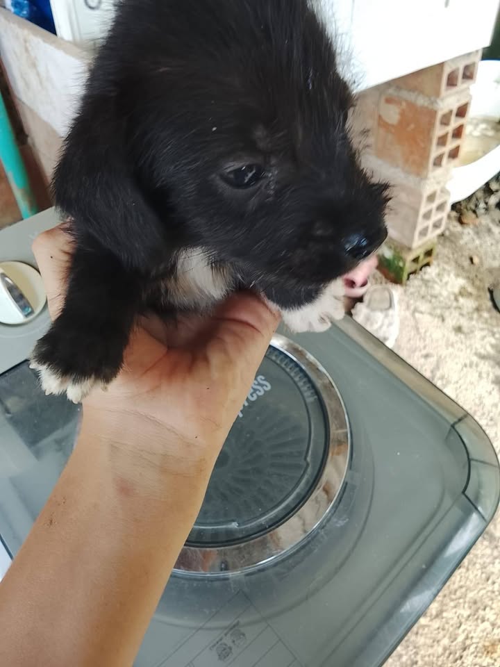 Adopción responsable de cachorros en Amagá, Antioquia 