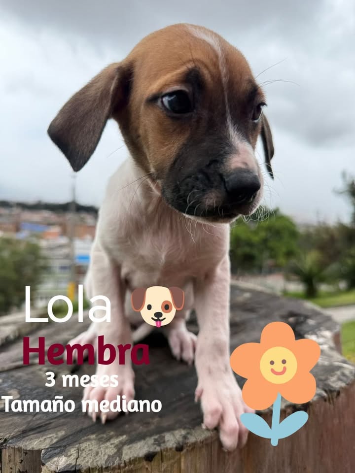 Cachorros criollos en adopción en Bogotá 