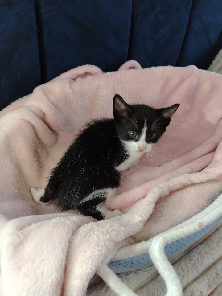 Adopta gatitos en Bogotá 