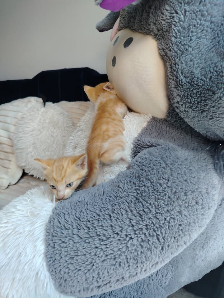 Adopción de gatitos en Bogotá 