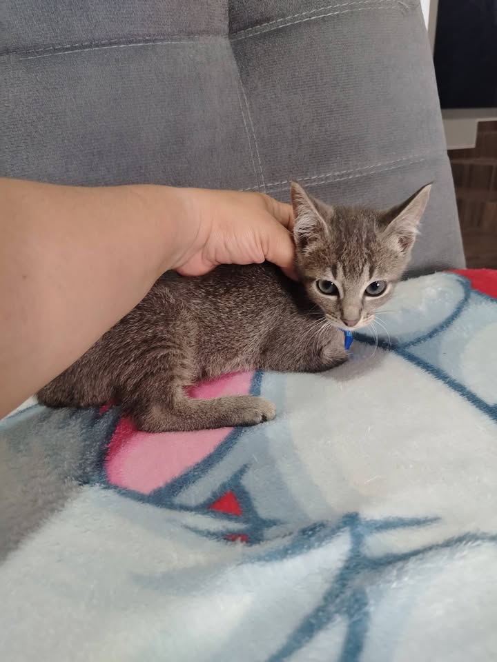 Gatitos en adopción Bogotá 