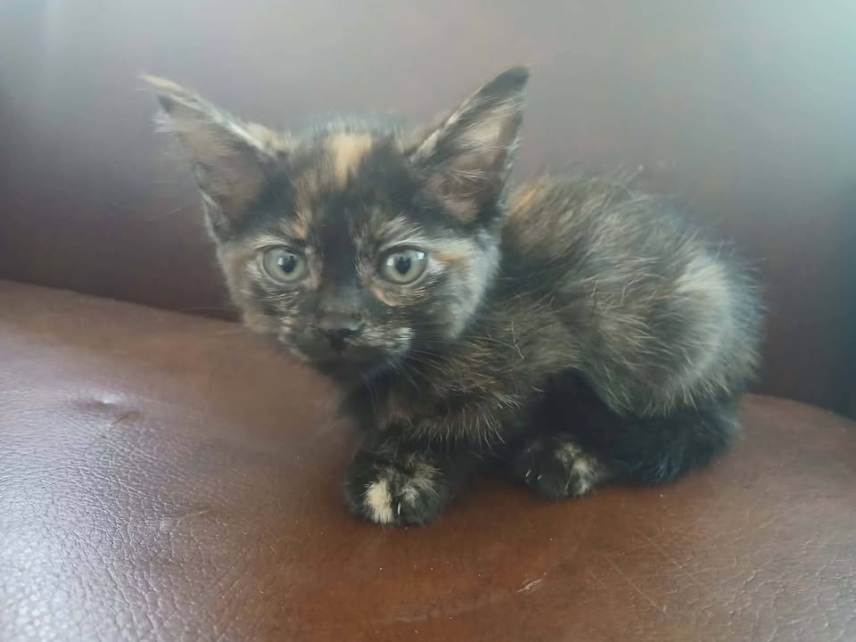Gatica busca hogar responsable y amoroso en Pereira 