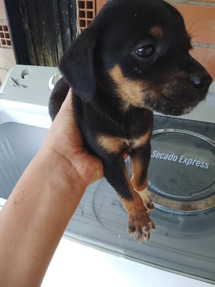 Adopción responsable de cachorros en Amagá, Antioquia 