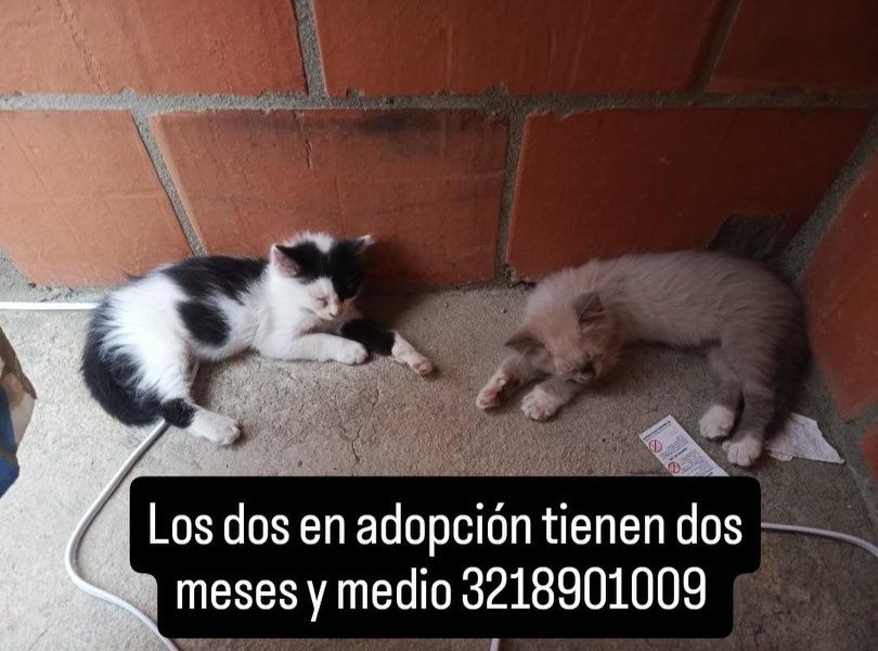 Gatos en adopción en Tuluá 