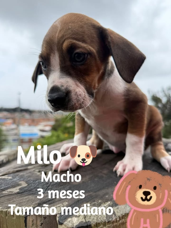 Cachorros criollos en adopción en Bogotá 