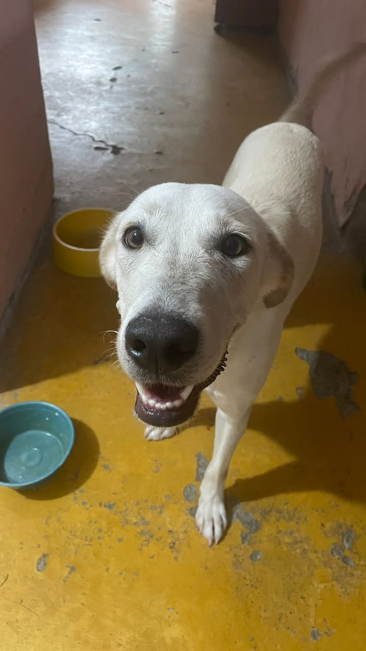 Perra encontrada en Acacías, Meta 