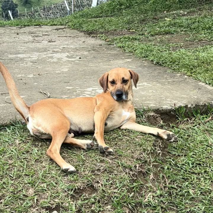 Perra en adopción urgente en Cali, Valle 