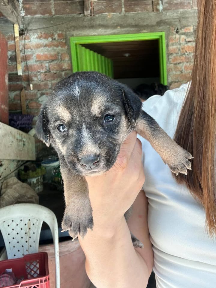 Bebés para adopción en Tuluá, Valle 