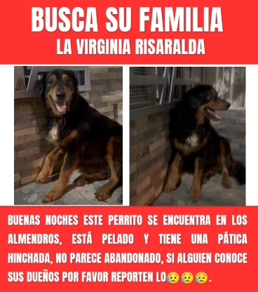Perro perdido en Risaralda 