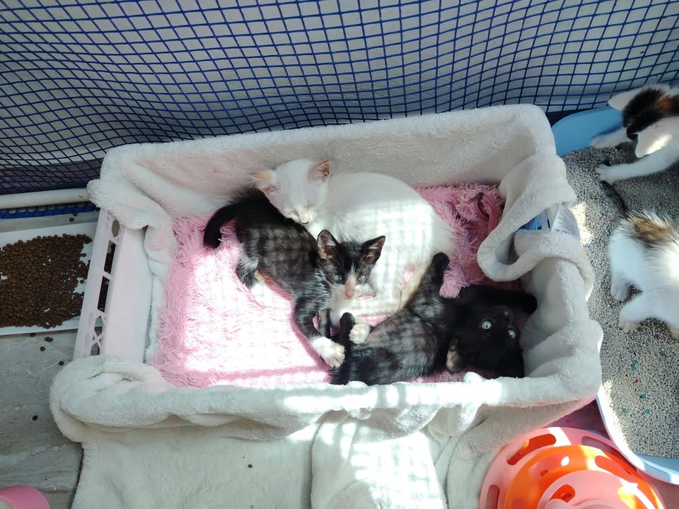 Adopta gatitos en Bogotá 