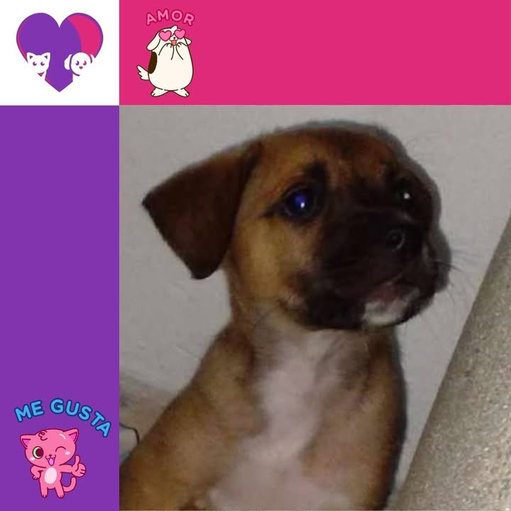 Adopta un peludo en Bogotá 