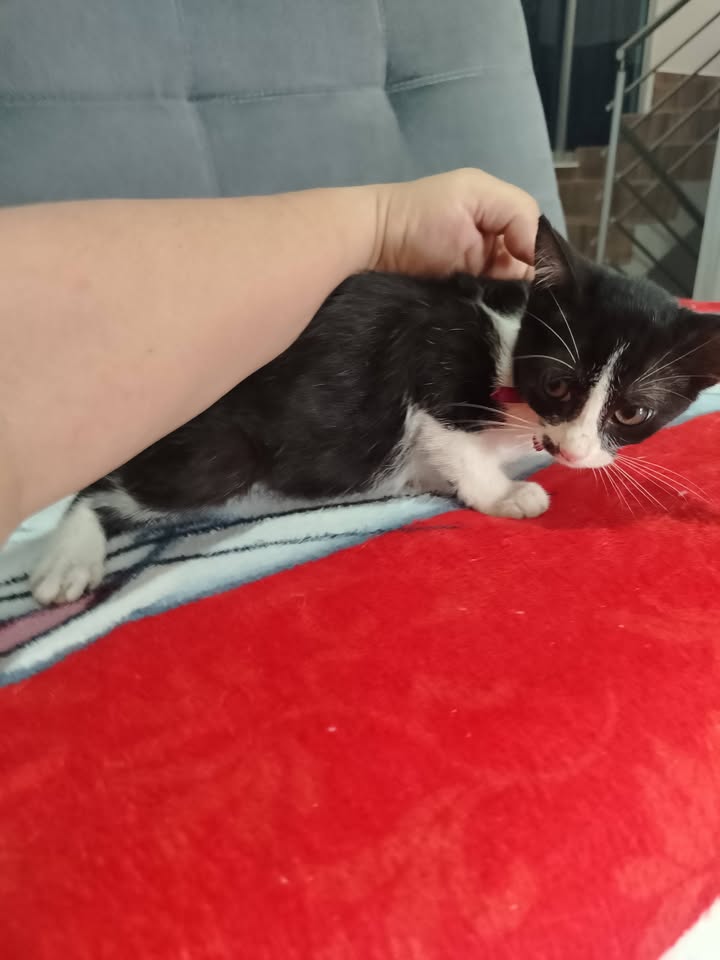 Gatitos en adopción Bogotá 