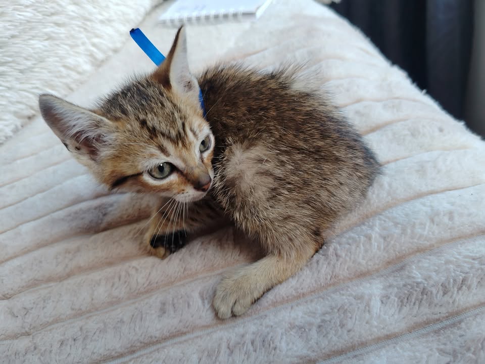 Adopción de perros y gatos en Bogotá 