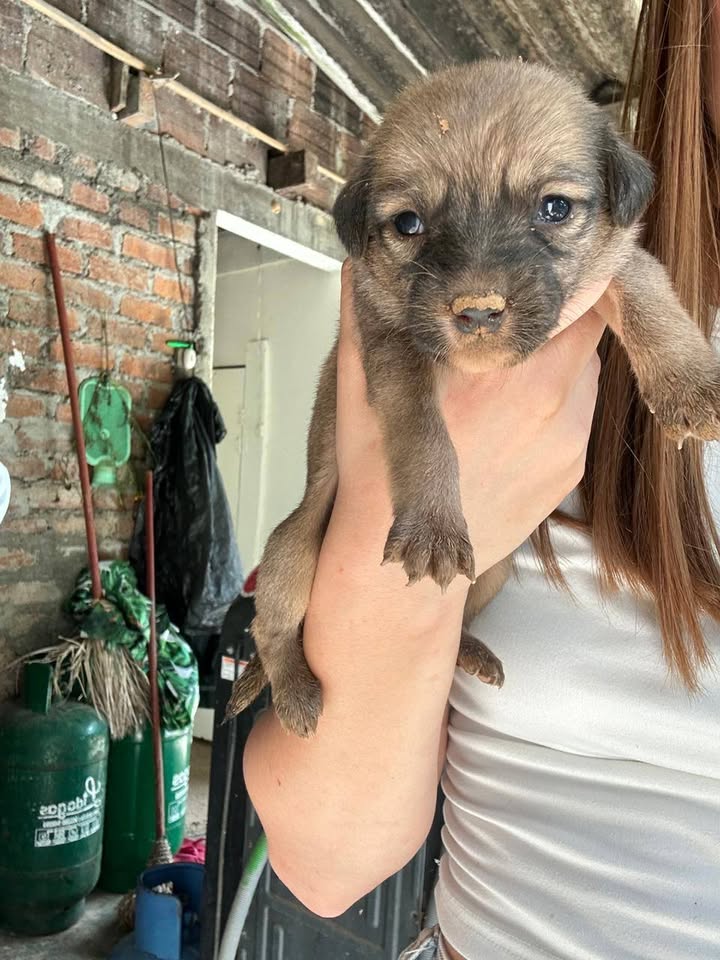 Bebés para adopción en Tuluá, Valle 