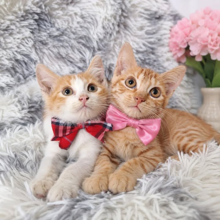 Gatitas Dulce y Miel en adopción en Pereira 