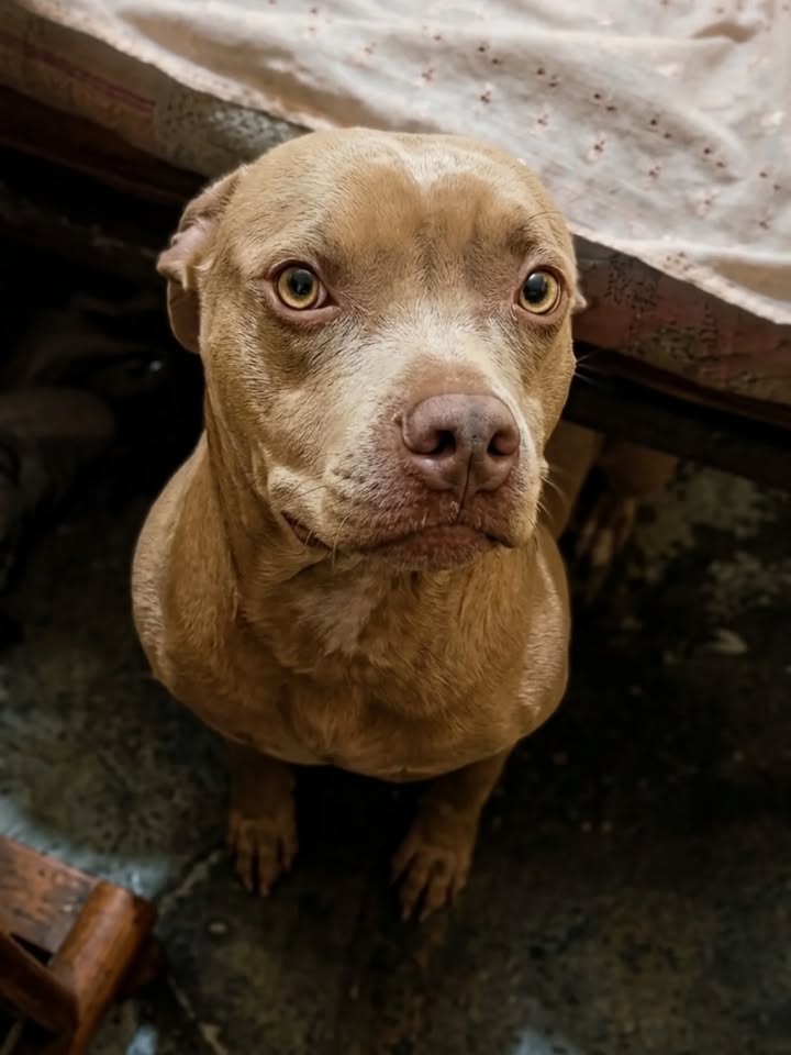 Adopción de Pitbull en Pereira, Risaralda 