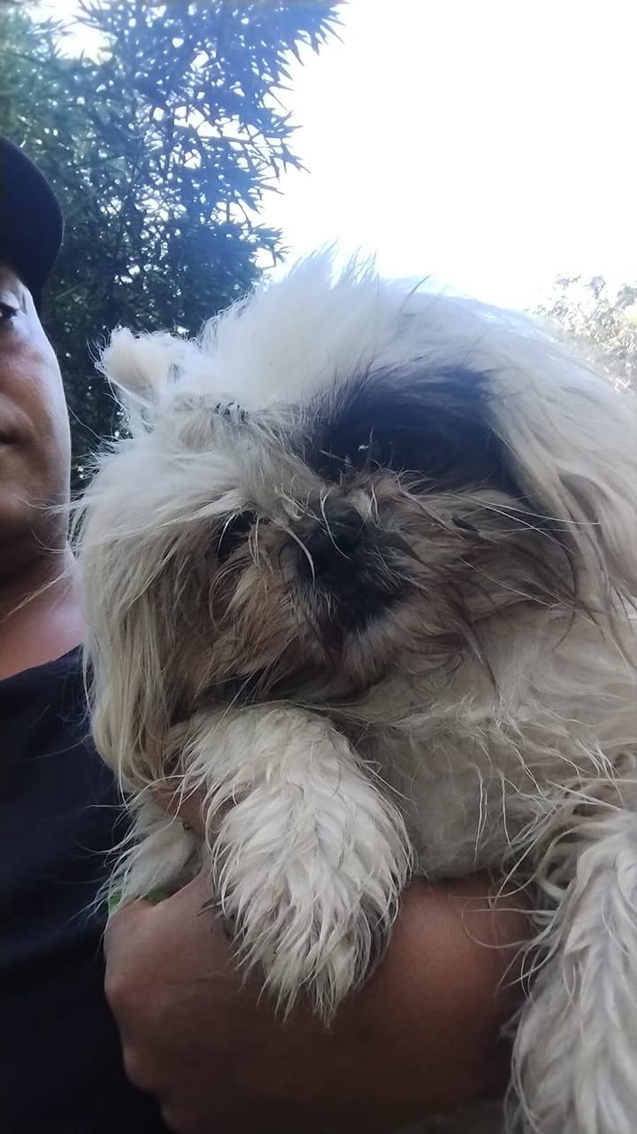 Perrita encontrada en Amagá, Antioquia 