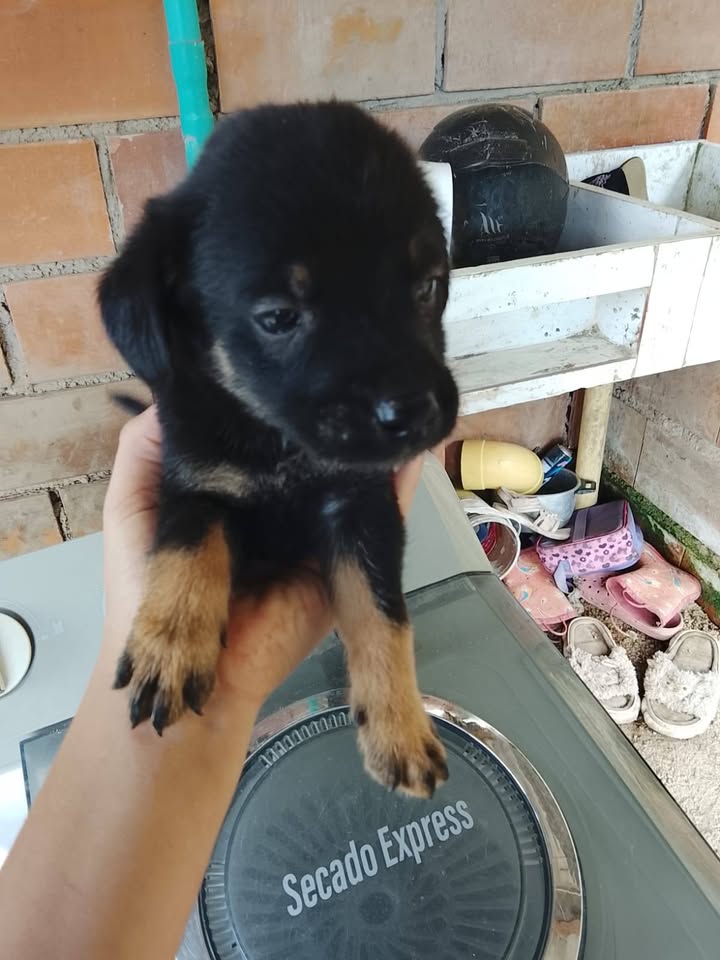 Adopción responsable de cachorros en Amagá, Antioquia 