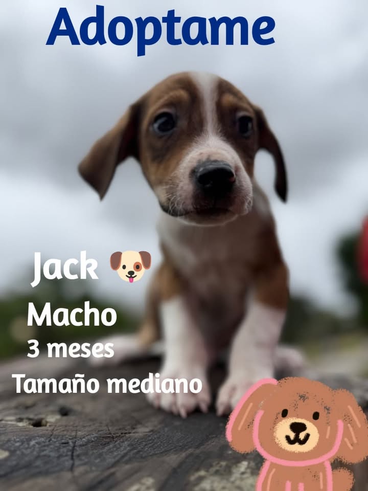 Cachorros criollos en adopción en Bogotá 