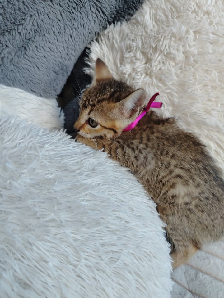 Adopción de gatitos en Bogotá 