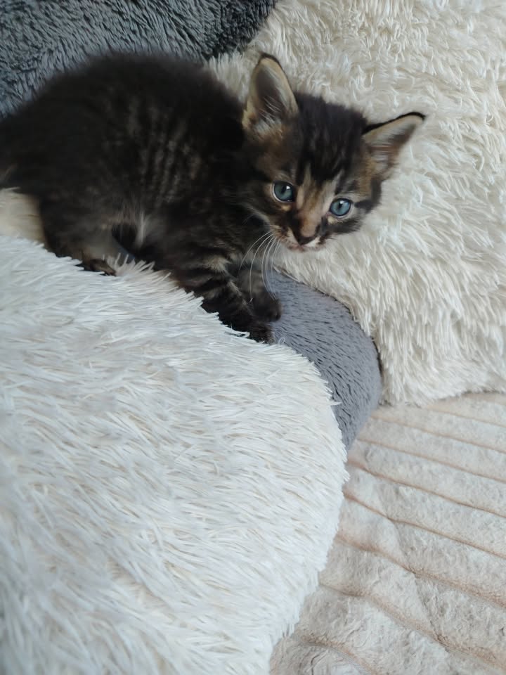 Adopción de gatitos en Bogotá 