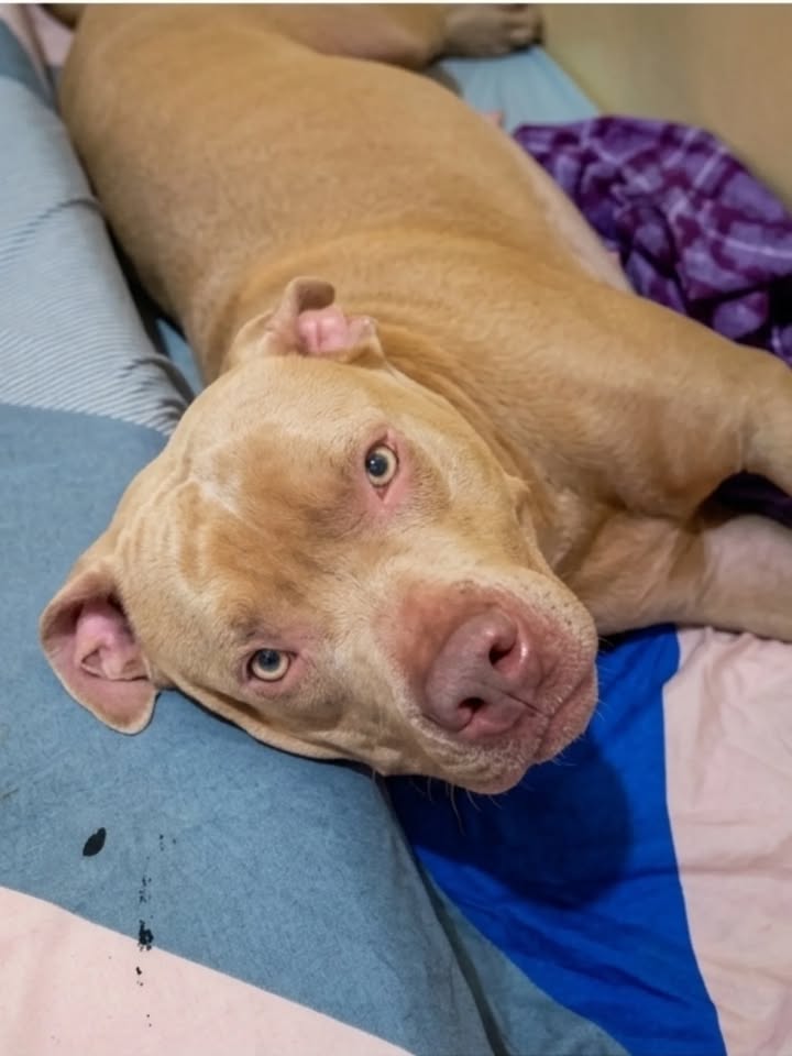 Adopción de Pitbull en Pereira, Risaralda 