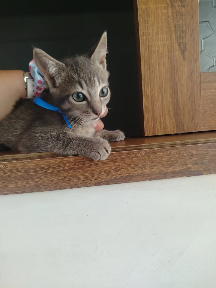 Adopción de perros y gatos en Bogotá 