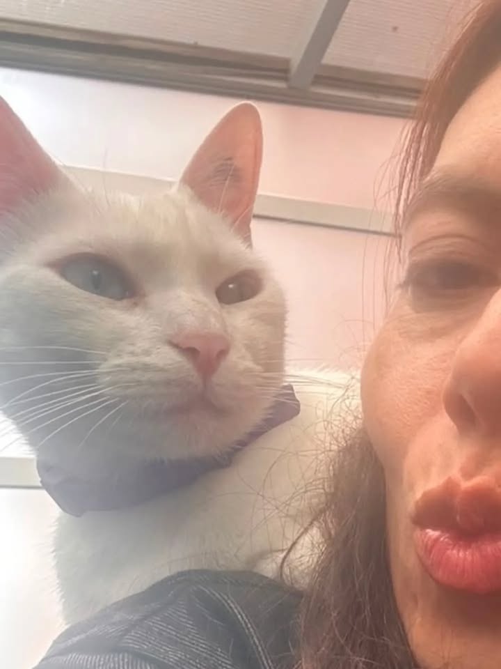 Gatos Miky y Tutty en Adopción Bogotá Colombia 