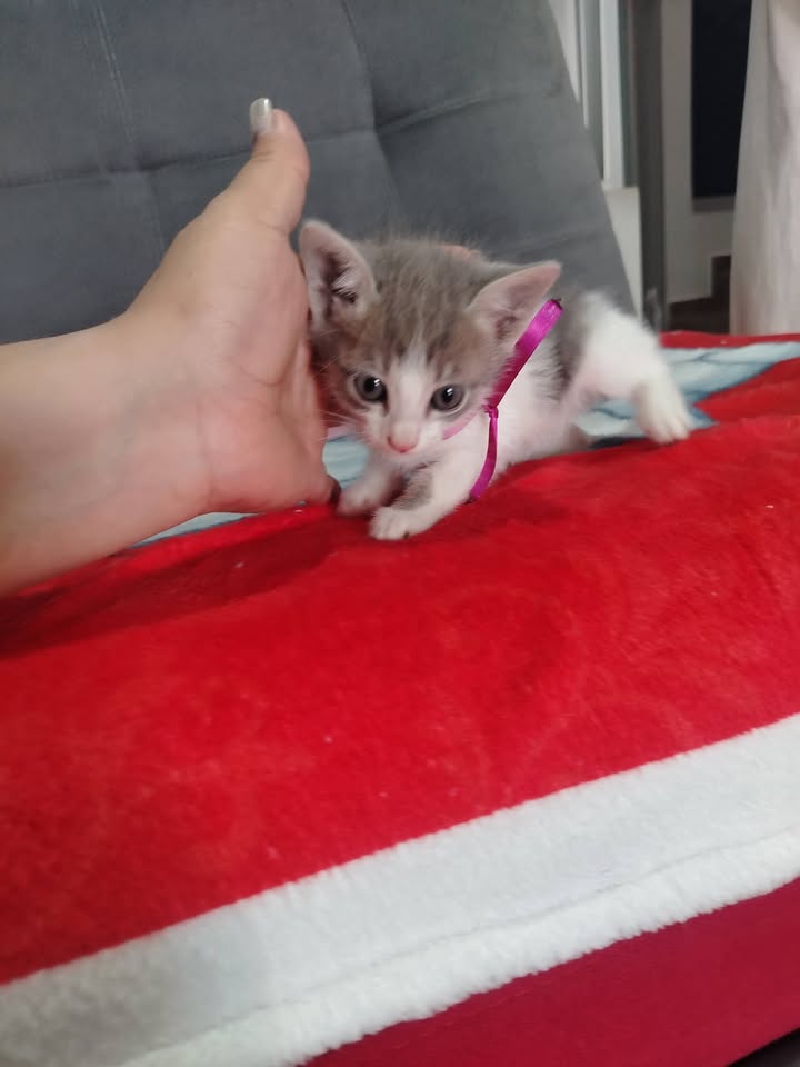 Gatitos en adopción Bogotá 