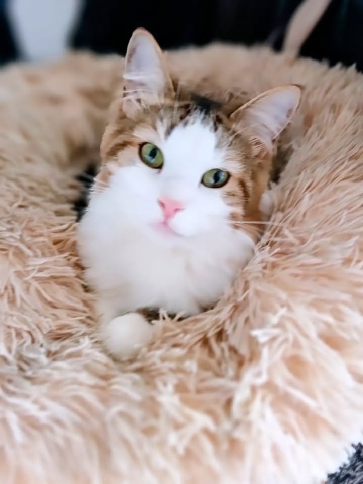 Seguimiento de Adopciones de Gato Fénix en Bogotá 