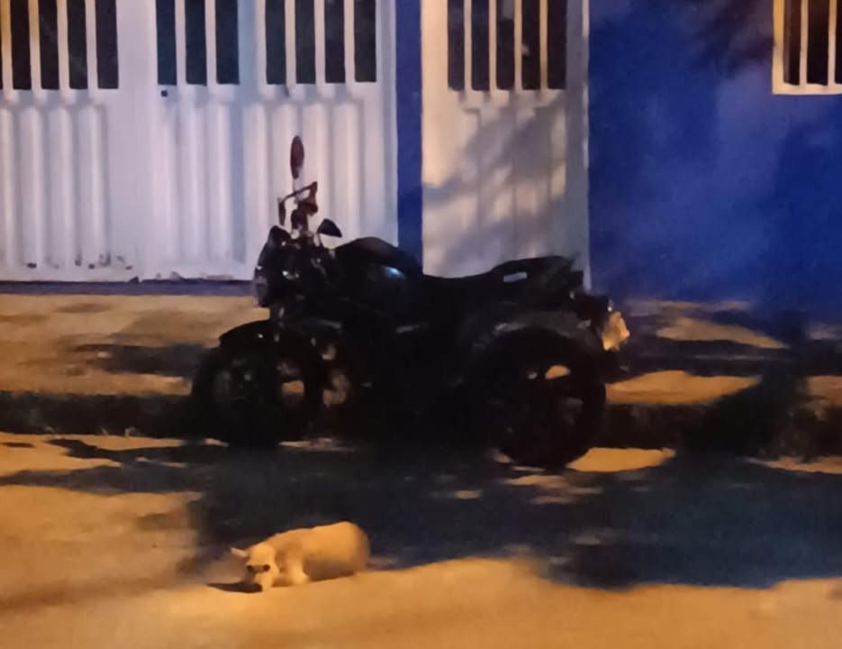 Perro perdido en Acacías, Meta 