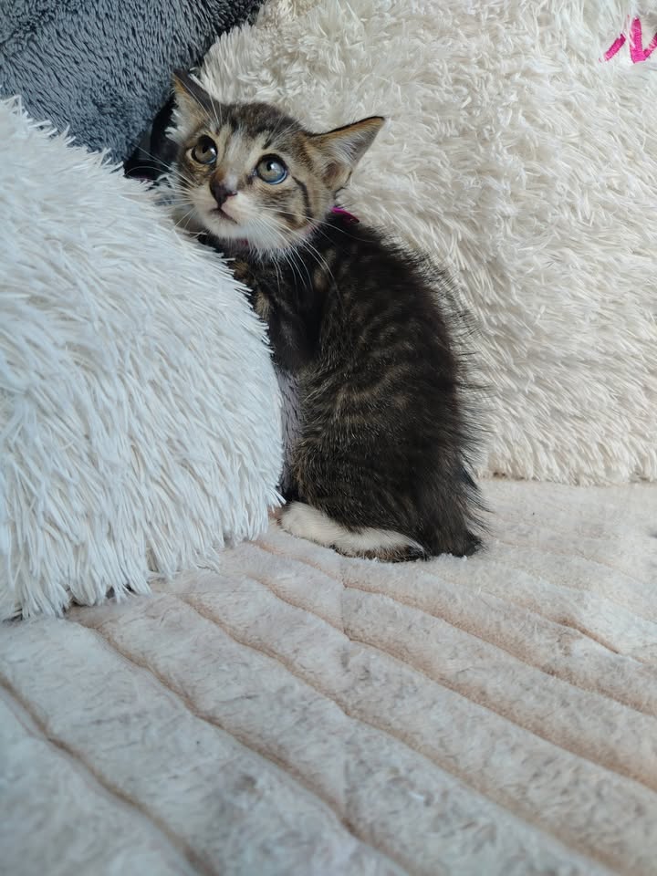 Adopción de gatitos en Bogotá 