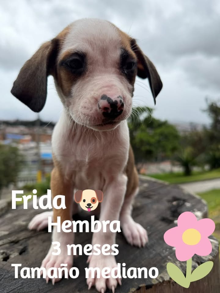 Cachorros criollos en adopción en Bogotá 