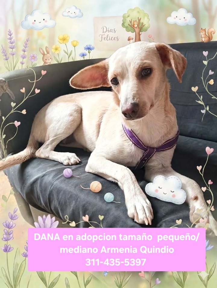 Perros en adopcion en Armenia, Quindio 