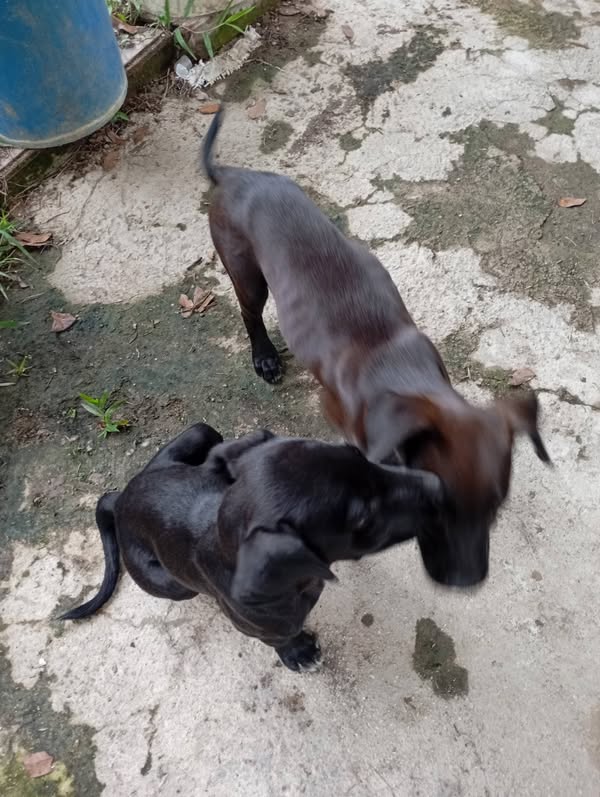 Adopción responsable de perros en Amagá, Antioquia 