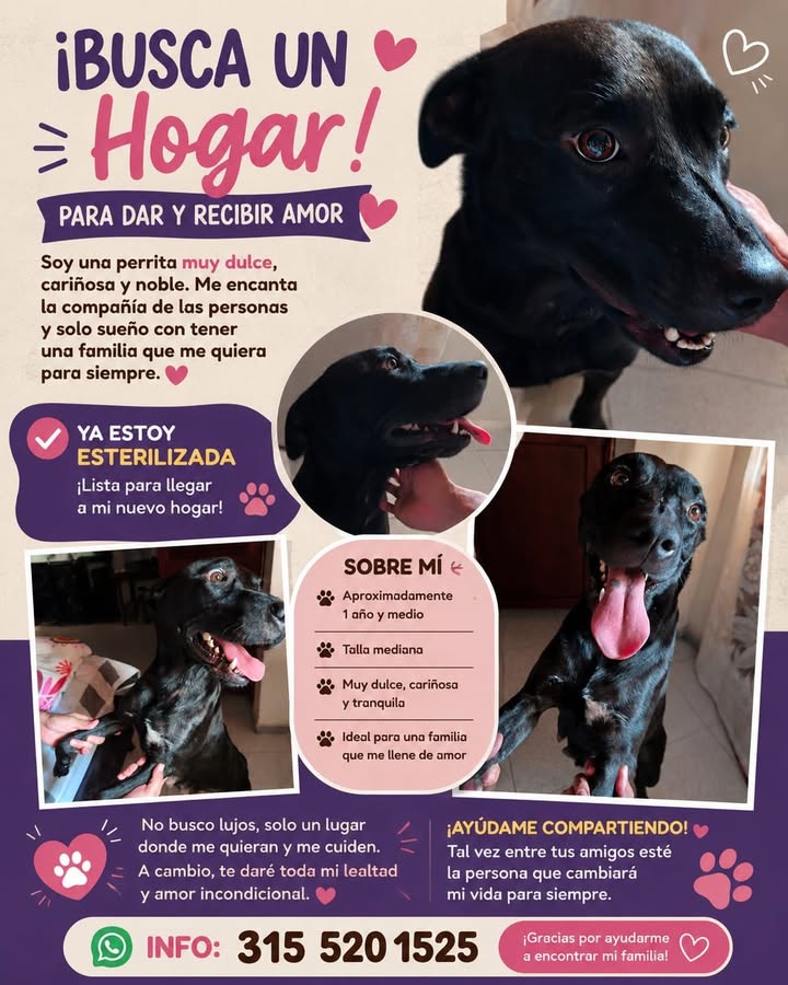 Perro de adopción en Tuluá, Valle 