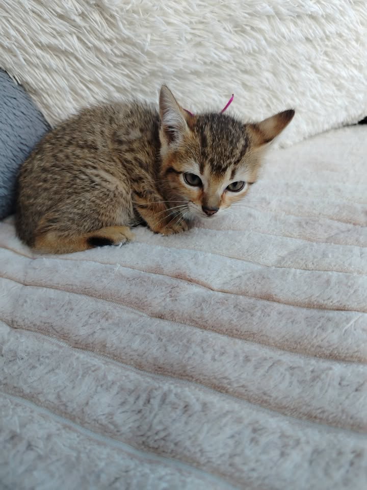 Adopción de gatitos en Bogotá 