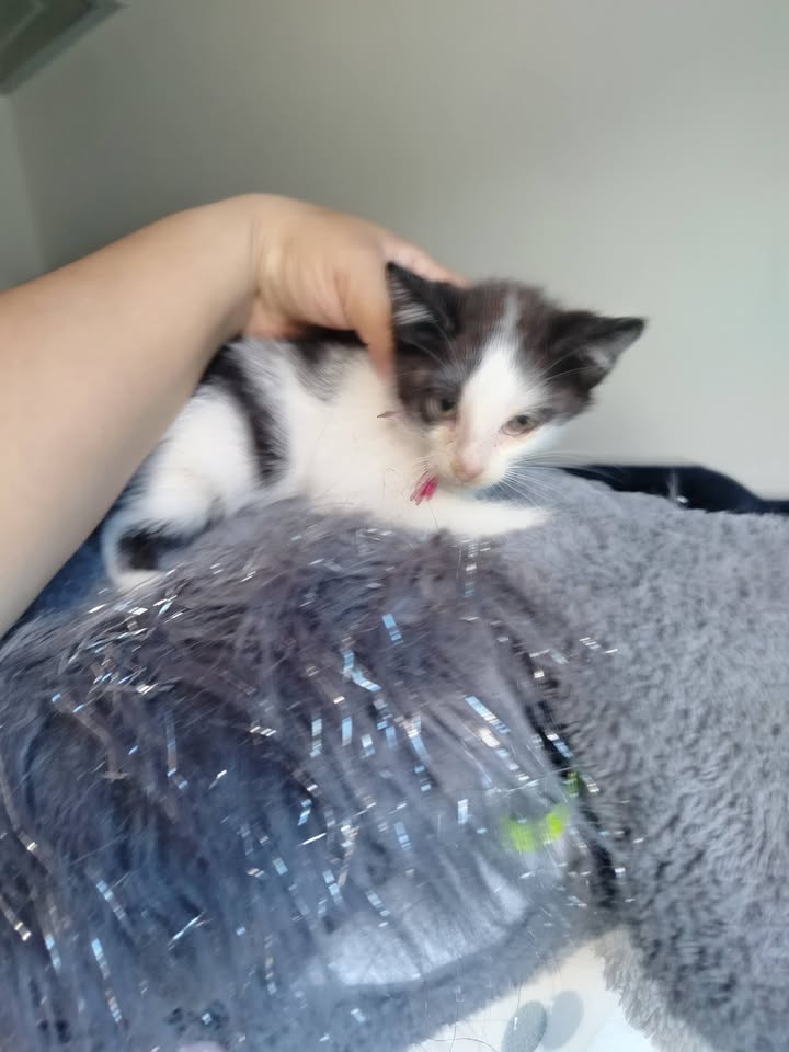 Adopción de gatitos en Bogotá 