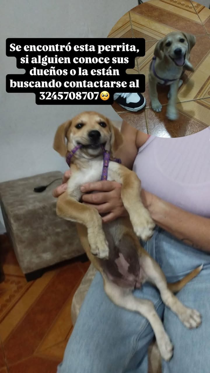 Perrita encontrada en Tuluá, Valle 