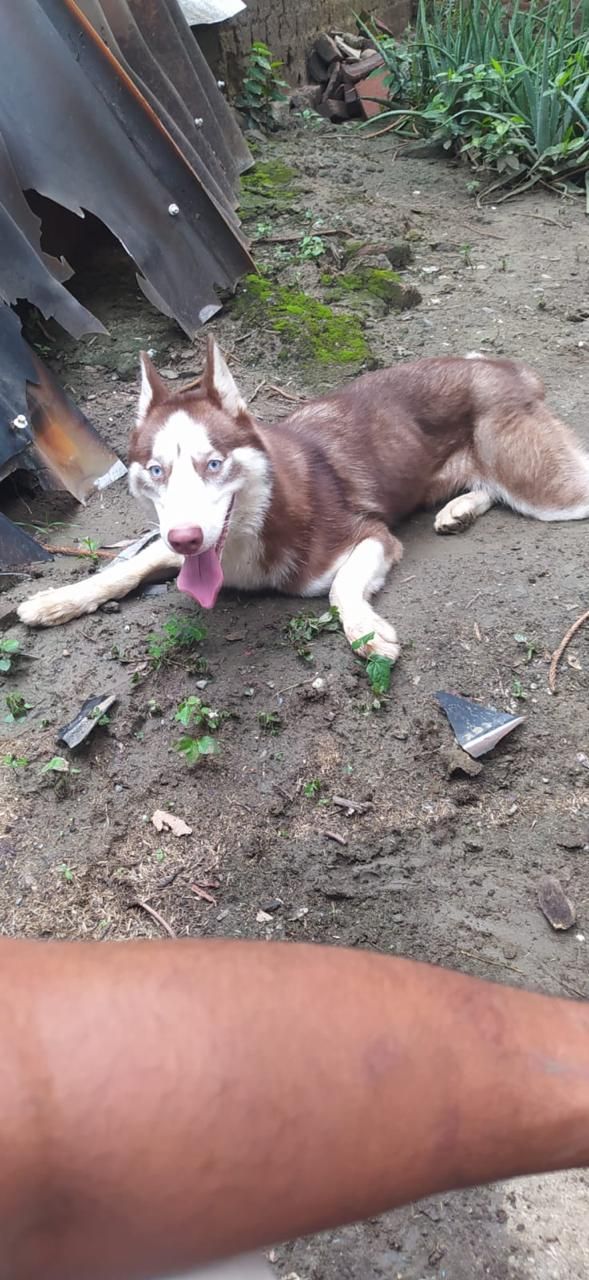 Husky Siberiano en adopción en Tuluá 