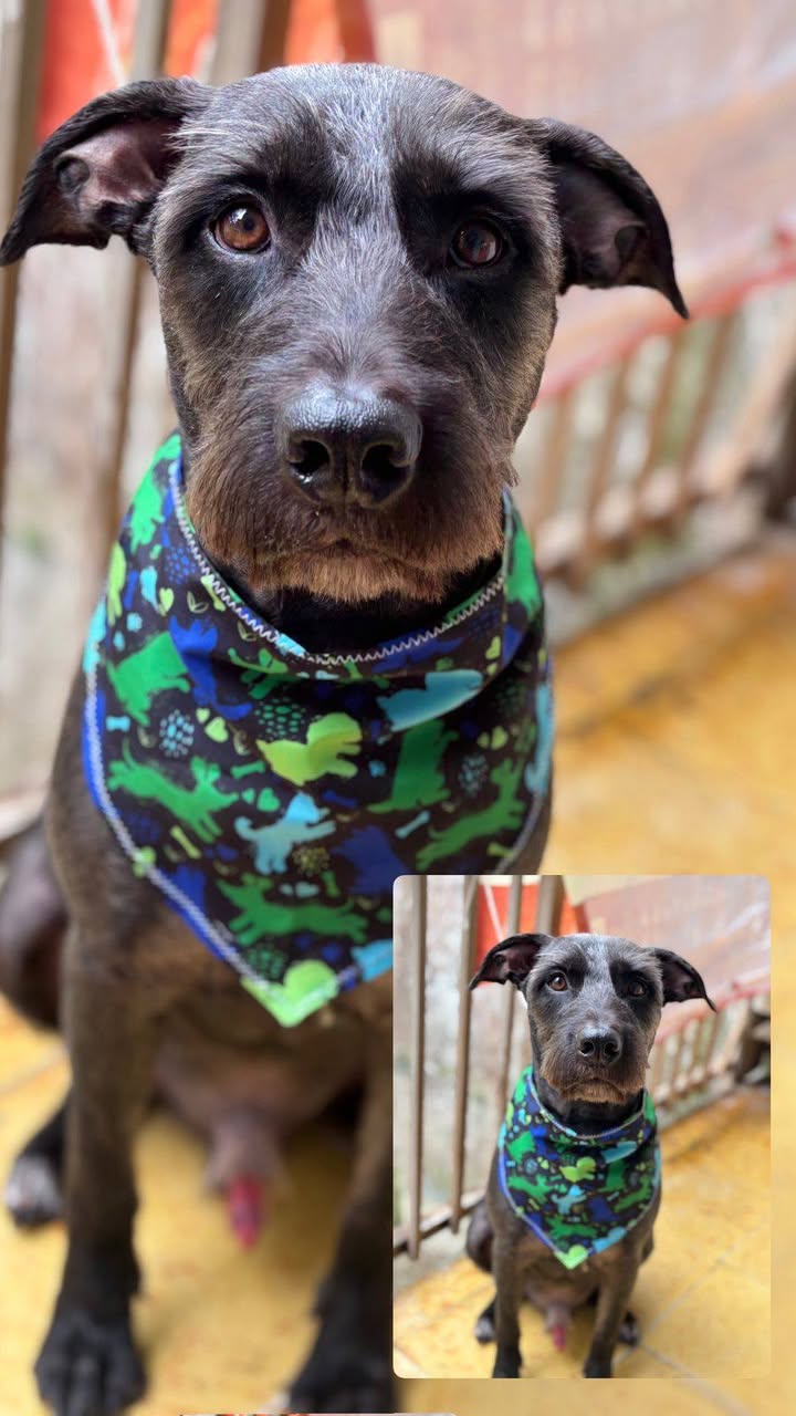 Perros en adopcion en Armenia, Quindio 