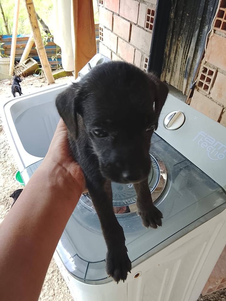 Adopción responsable de cachorros en Amagá, Antioquia 