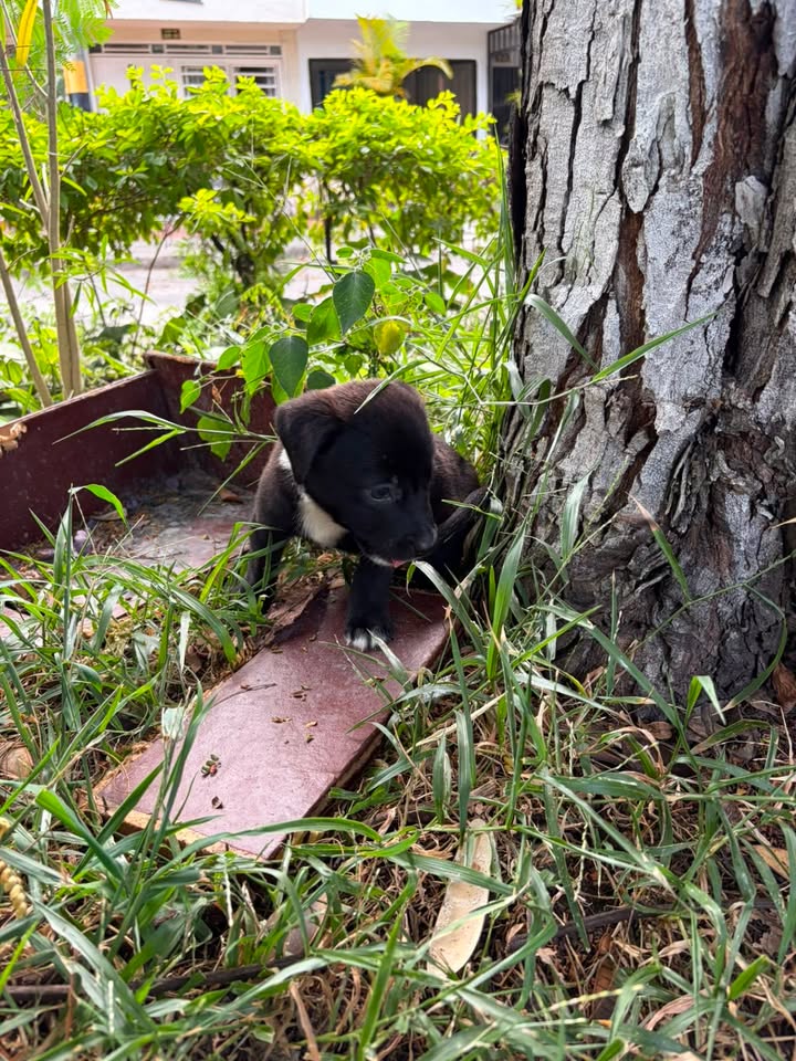 Bebé abandonado en Tuluá busca hogar 