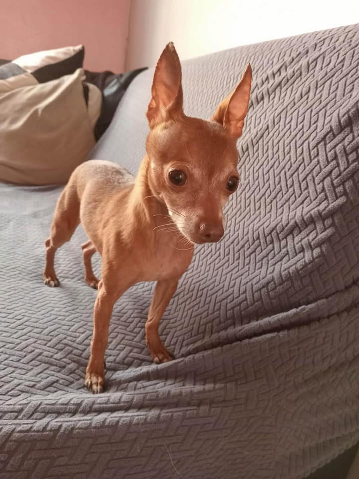Perrito encontrado en Santa Clara, Pereira, busca dueños 