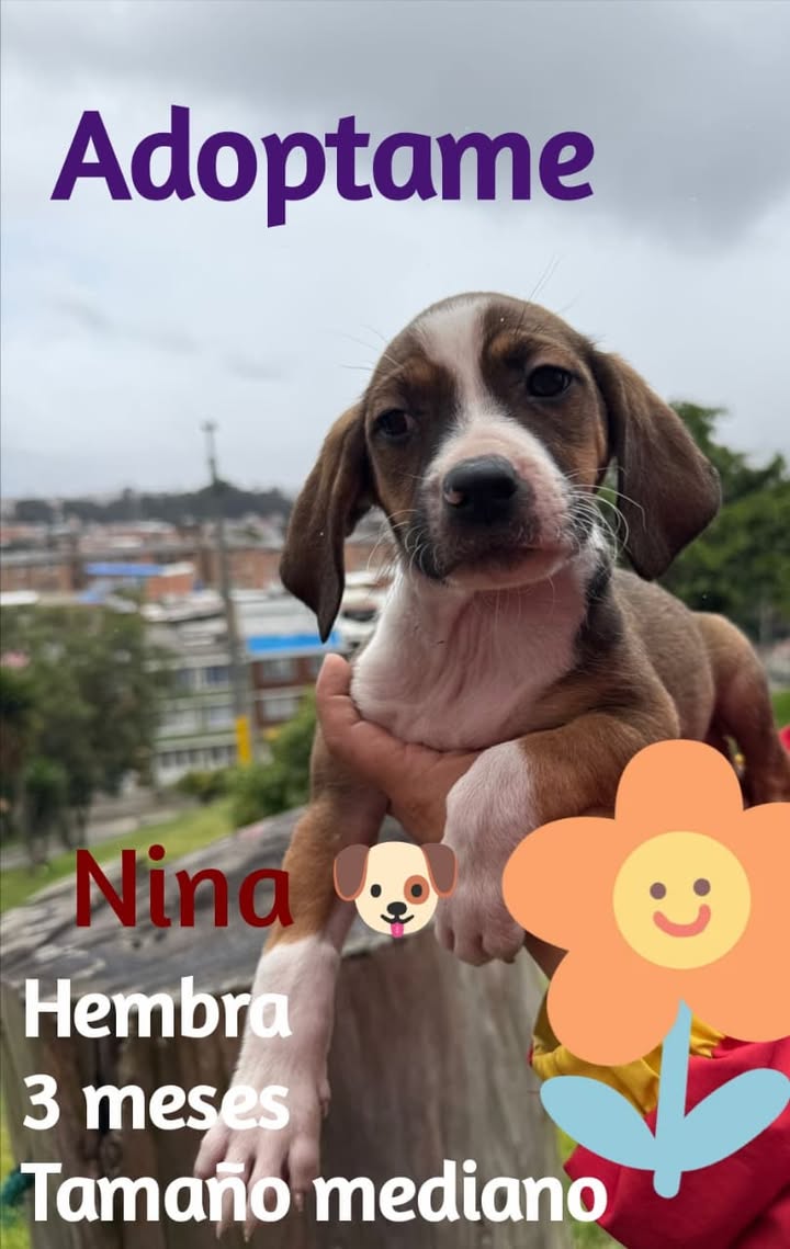 Cachorros criollos en adopción en Bogotá 