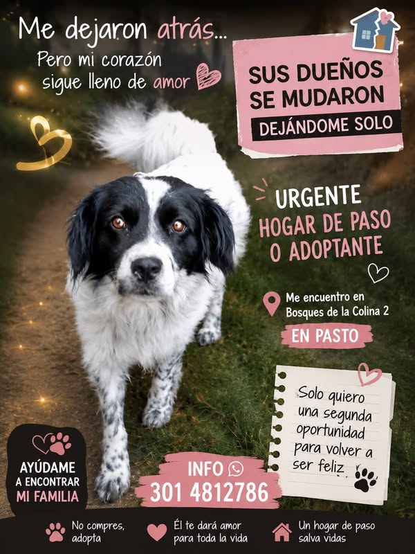 Perro mestizo buscando hogar 