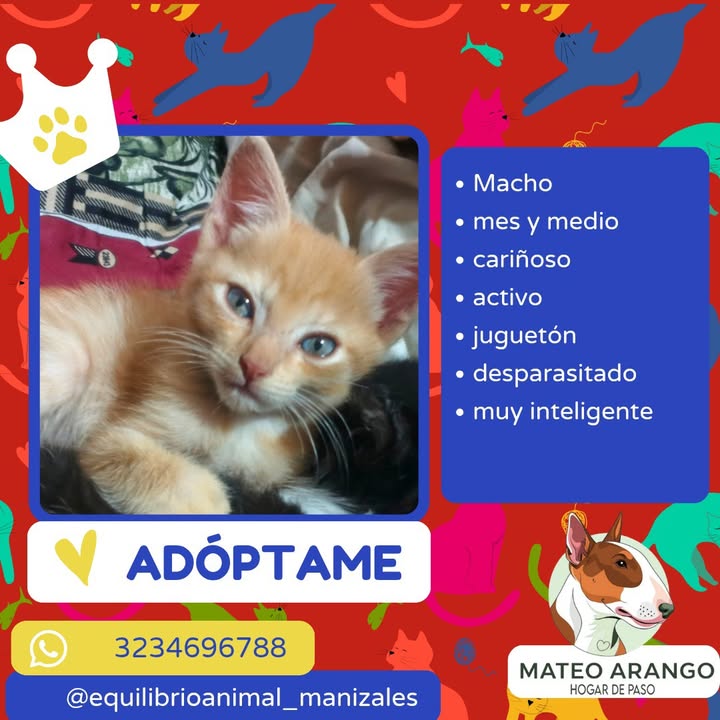 Gatito naranja en adopción responsable en Manizales 