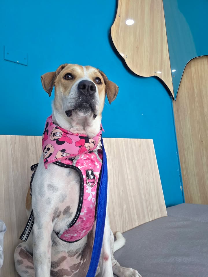 Perros en adopcion en Armenia, Quindio 